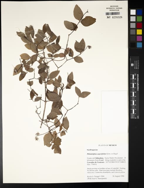 Philadelphus asperifolius