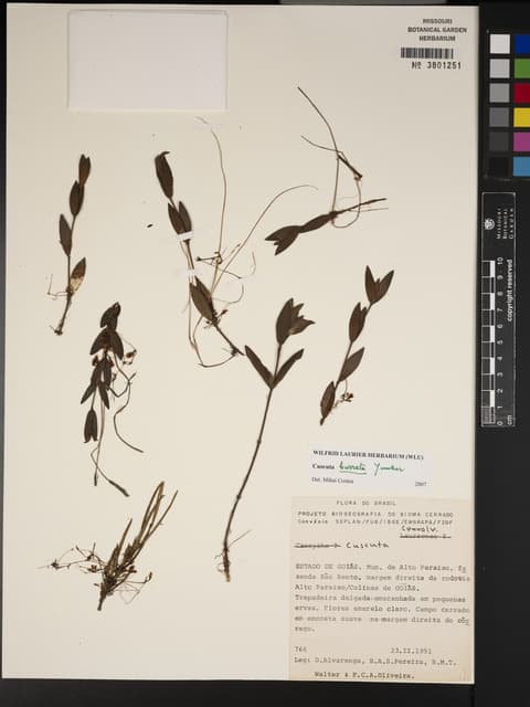Cuscuta burrellii