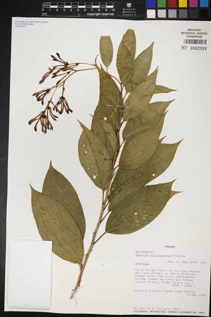 Cestrum chiriquianum