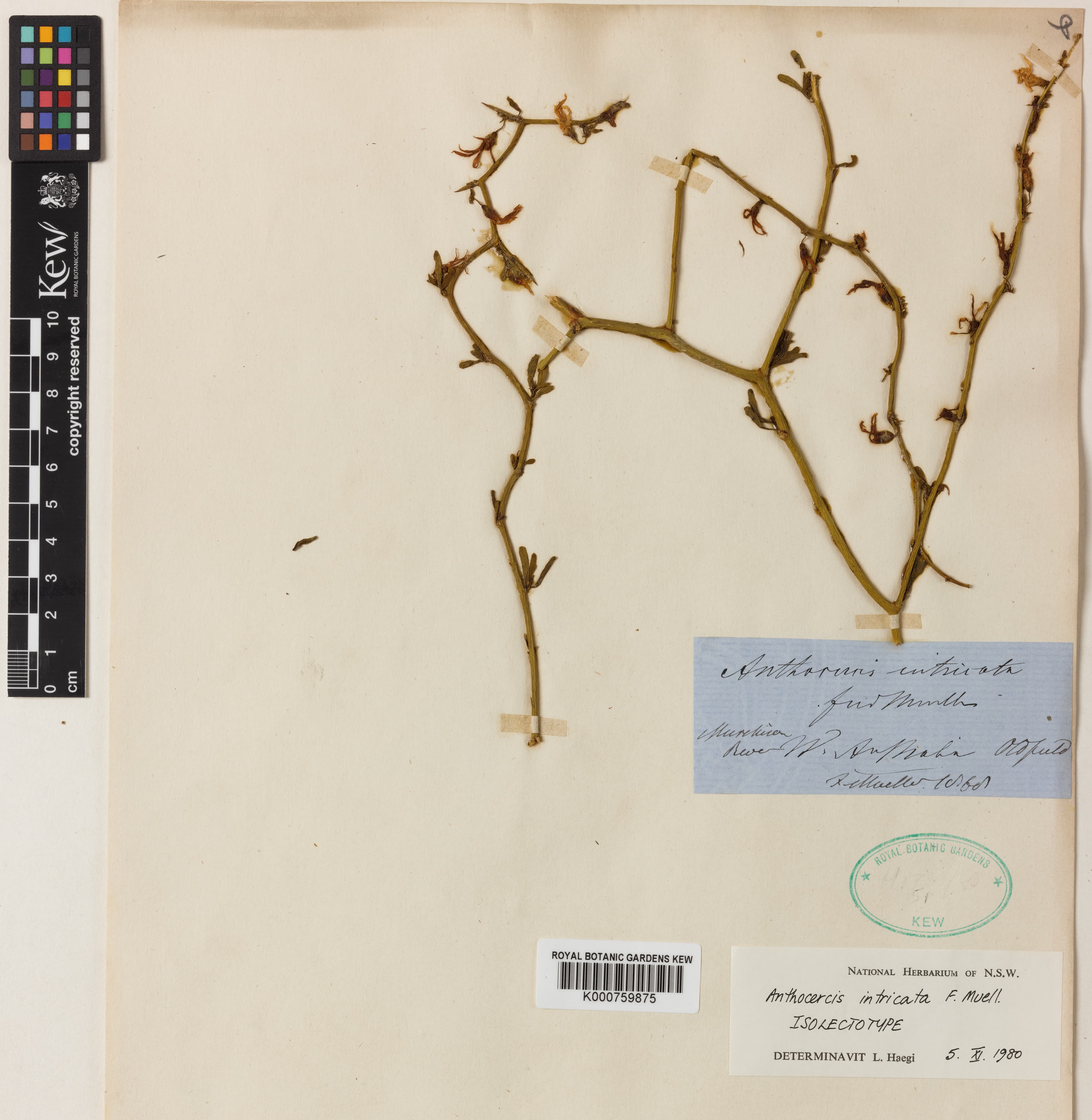 Anthocercis intricata