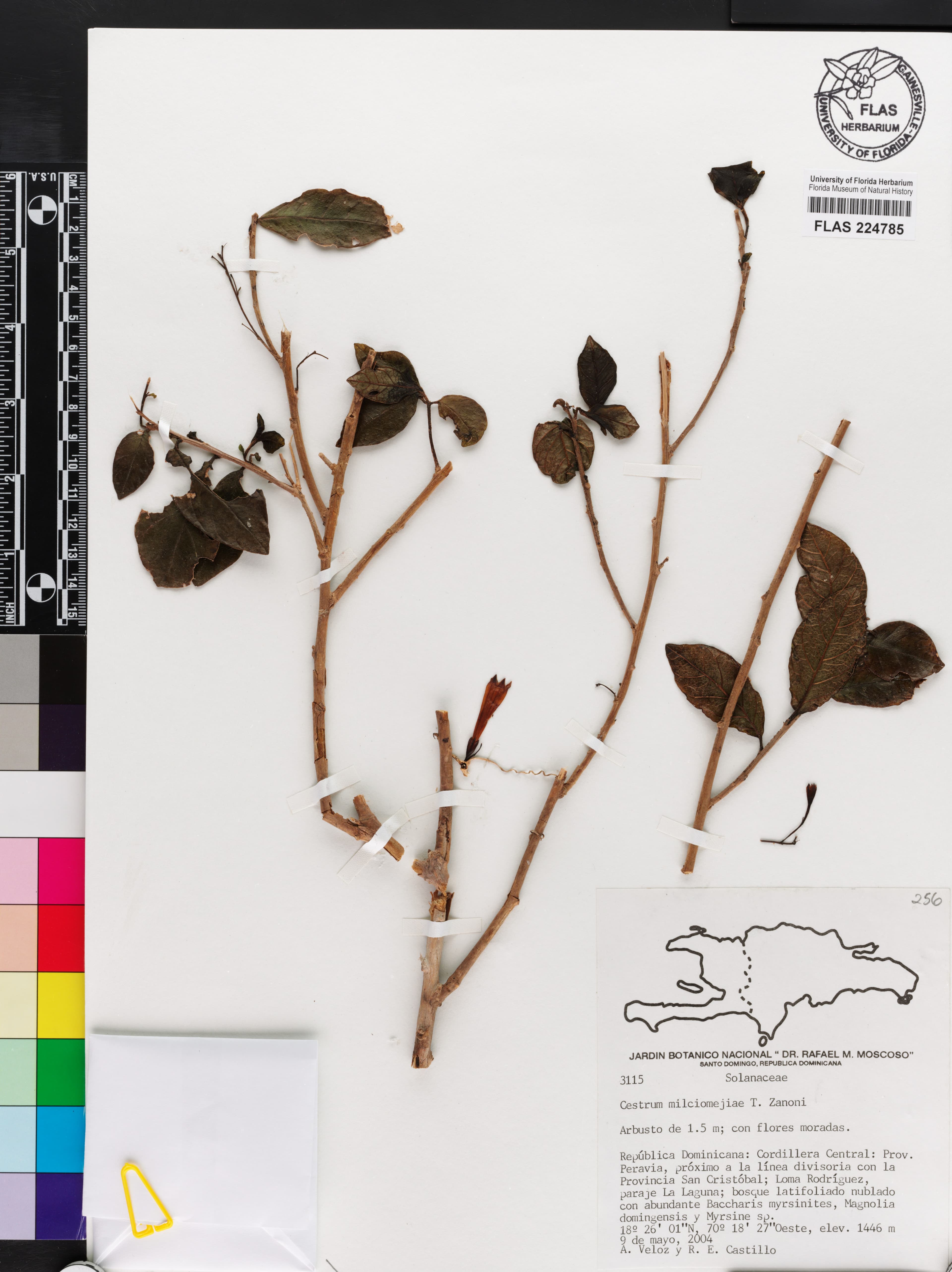 Cestrum milciomejiae