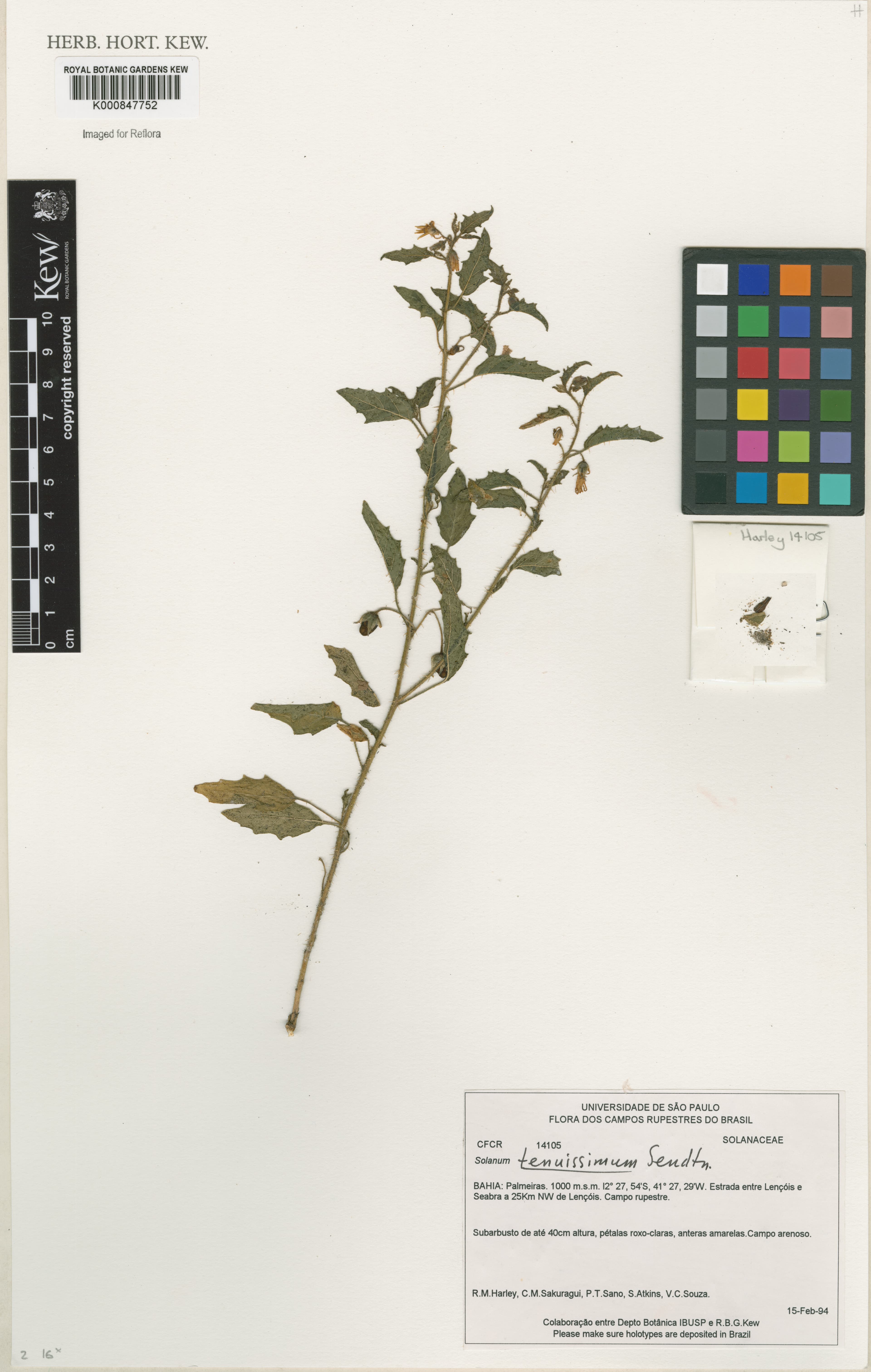 Solanum tenuissimum