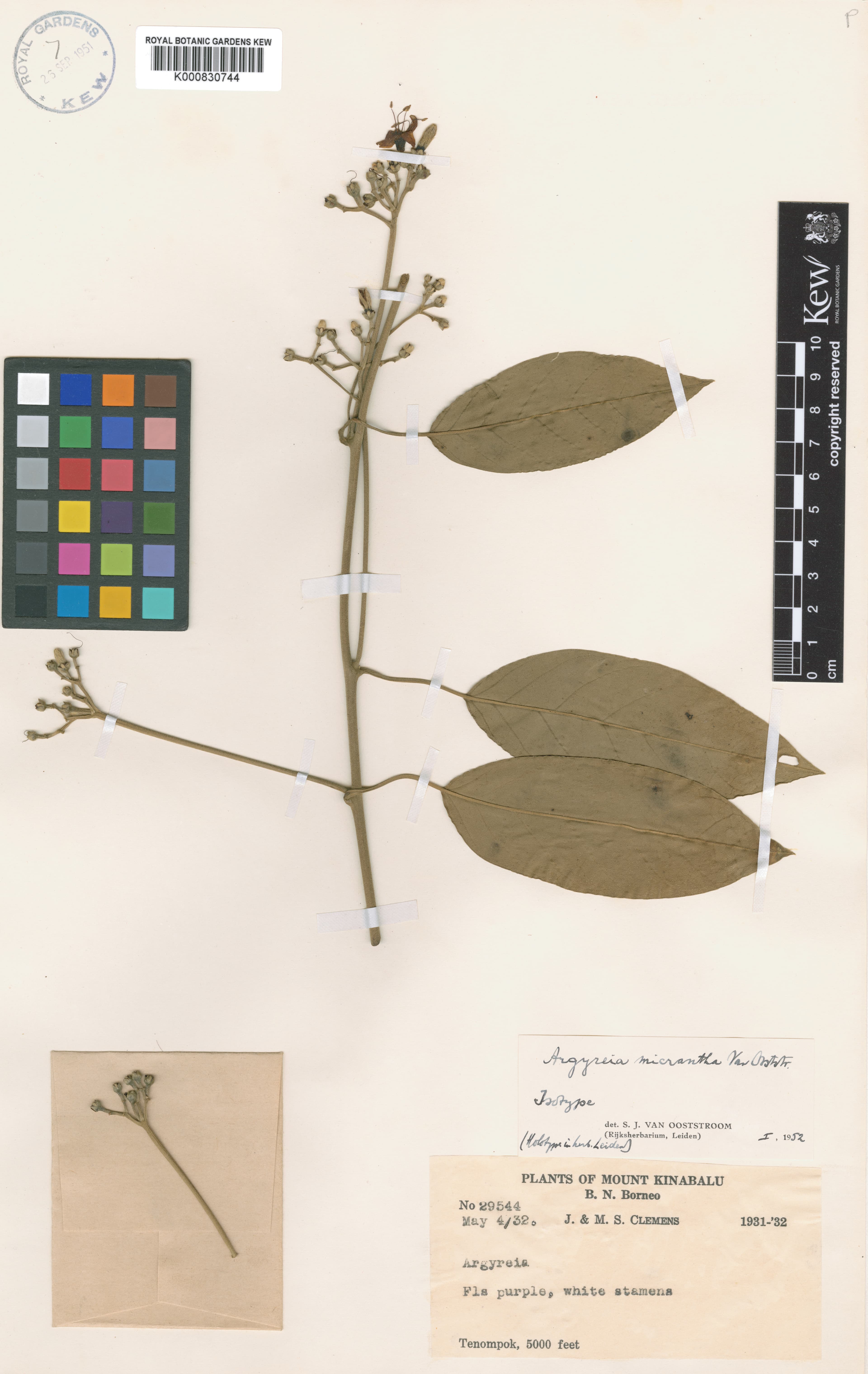 Argyreia micrantha