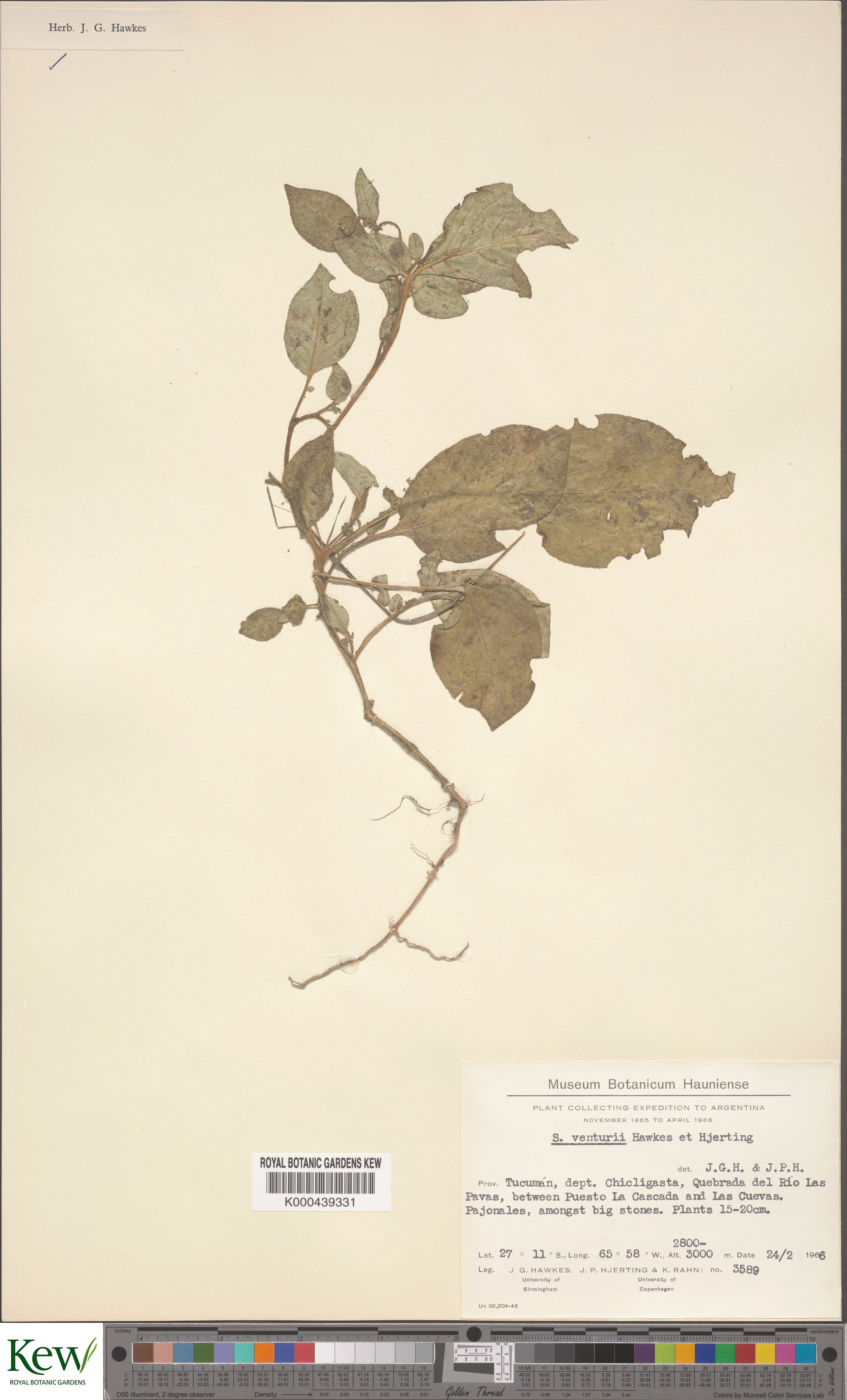 Solanum venturii