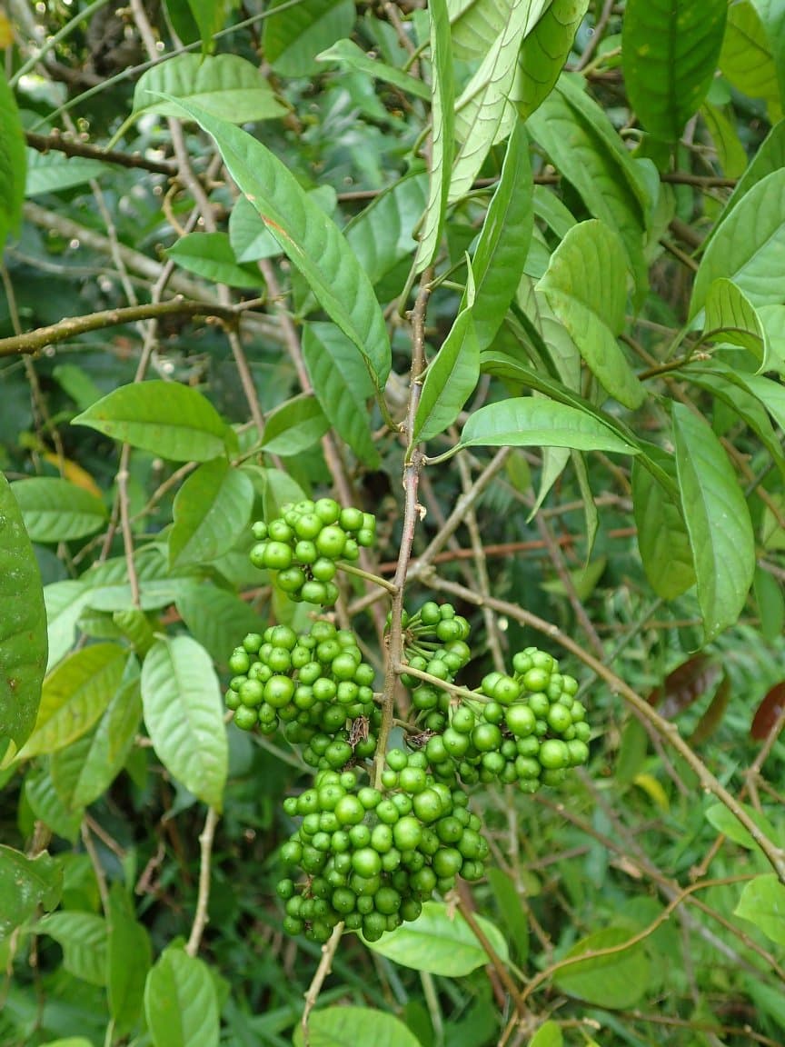 Solanum welwitschii