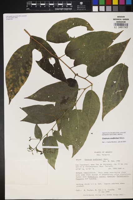 Cestrum endlicheri