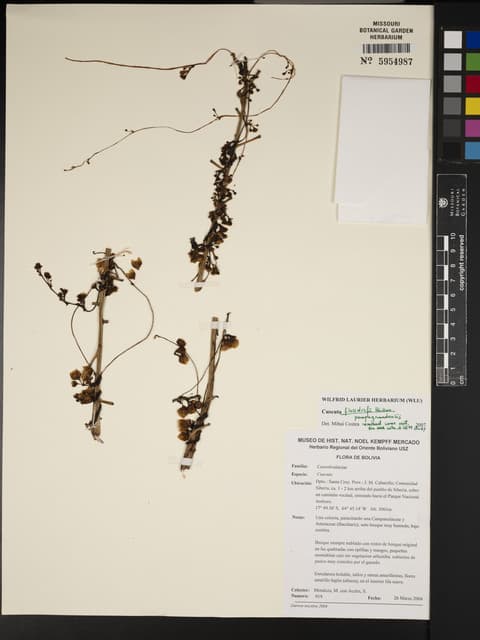 Cuscuta flossdorfii