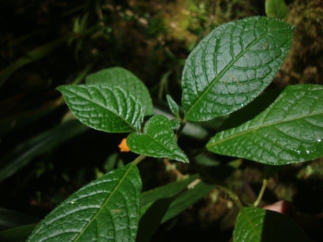 Deprea oxapampensis