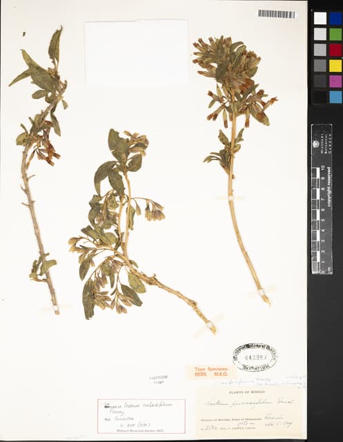 Cestrum confertifolium