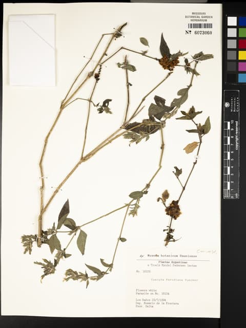 Cuscuta parodiana