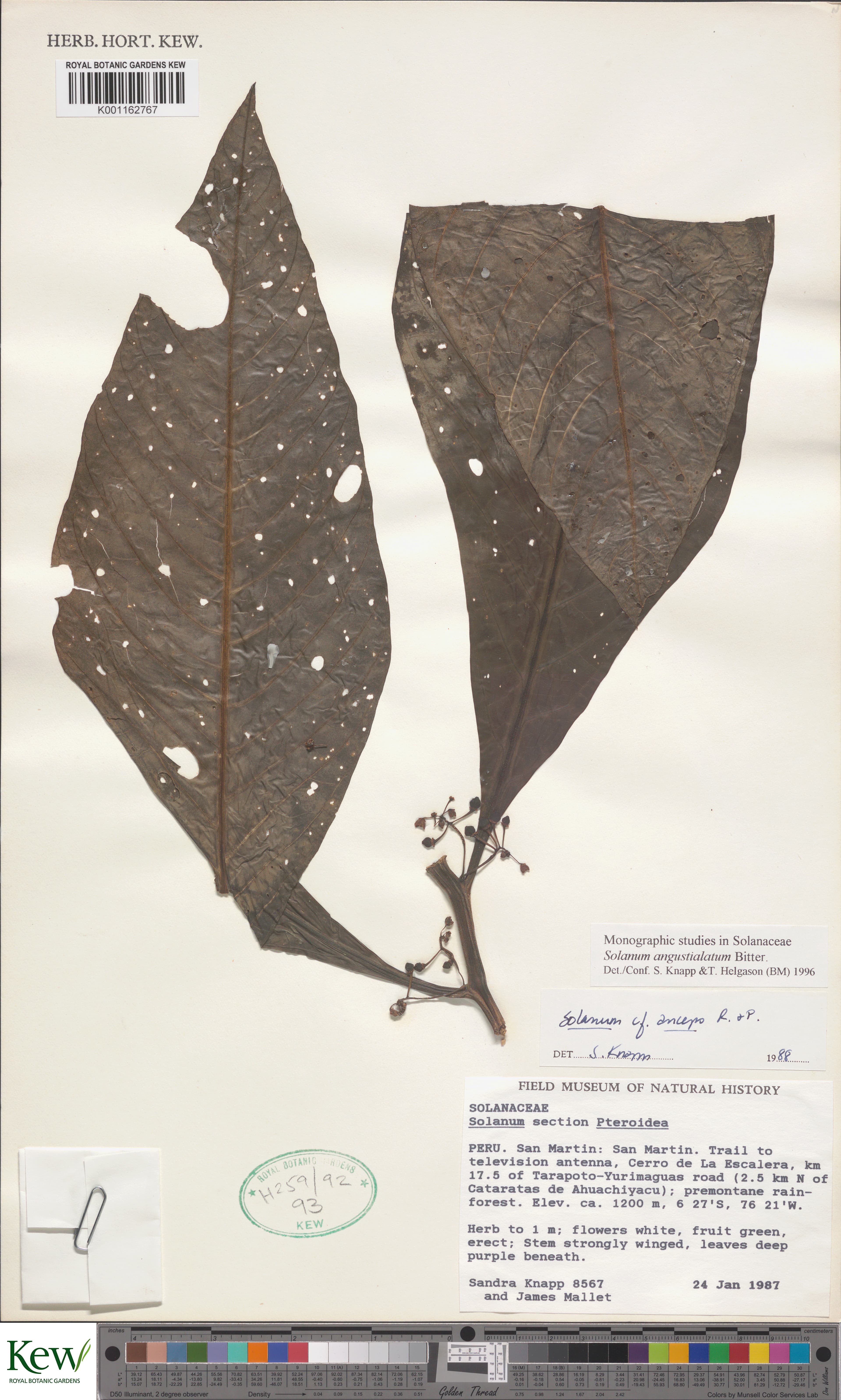 Solanum angustialatum