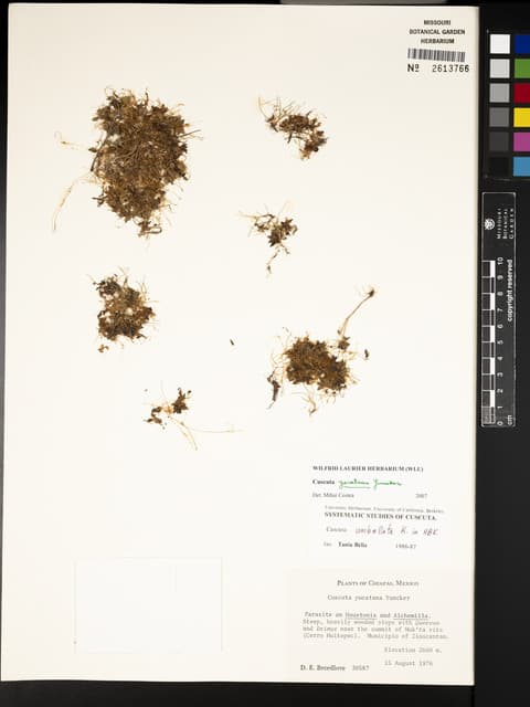 Cuscuta yucatana