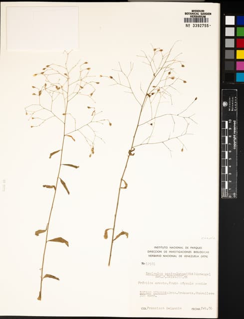 Evolvulus paniculatus