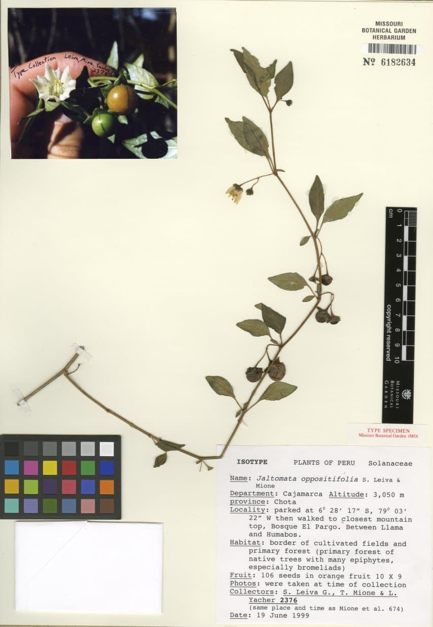 Jaltomata oppositifolia