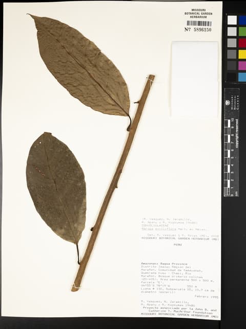 Maripa axilliflora