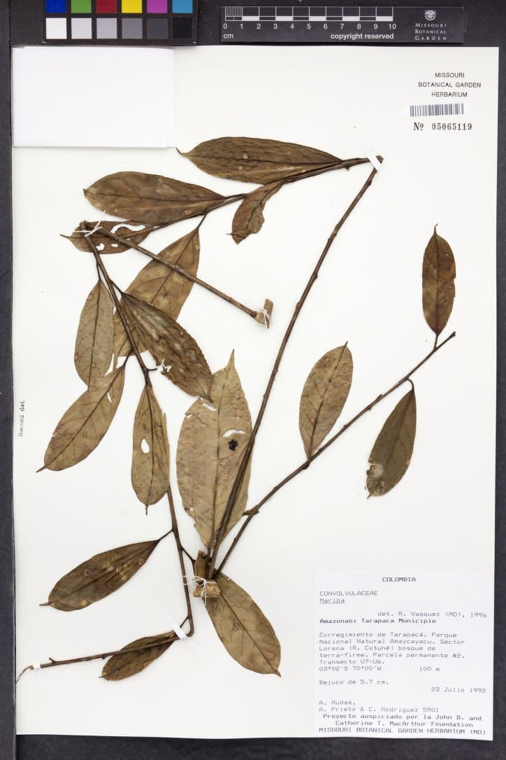 Dicranostyles solimoesensis