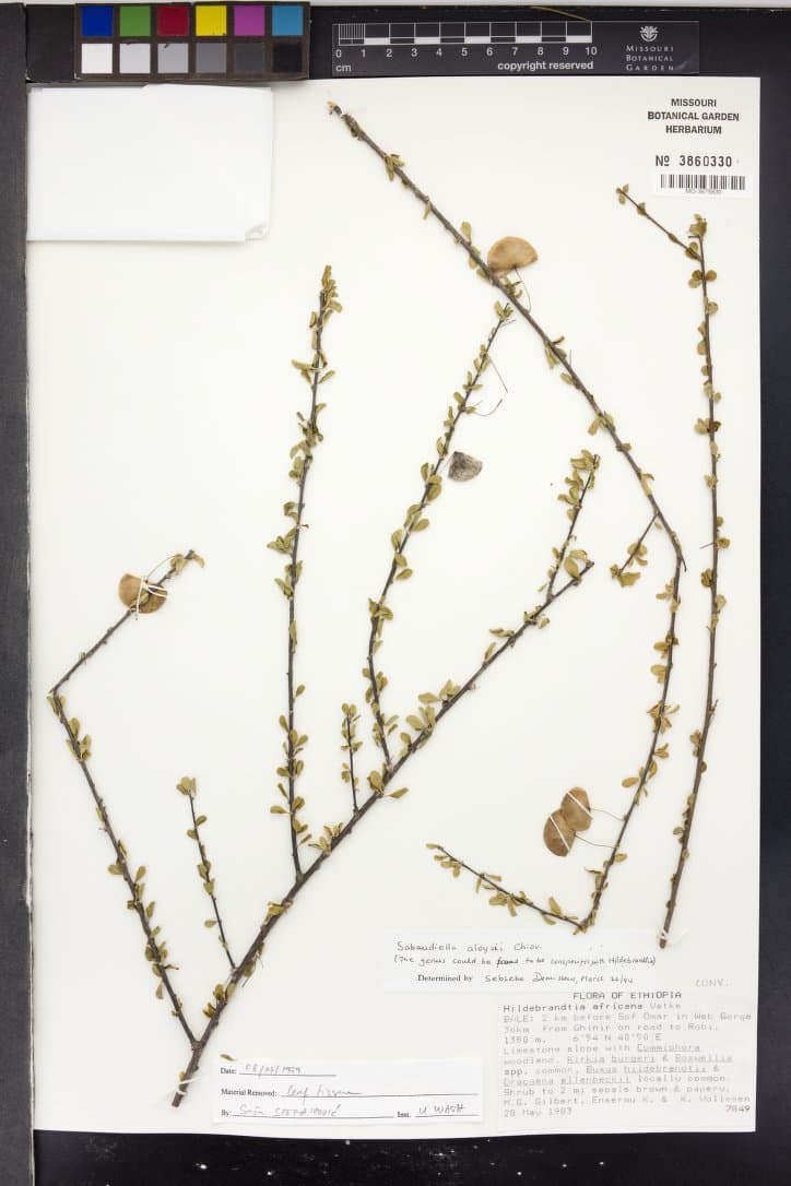 Hildebrandtia aloysii