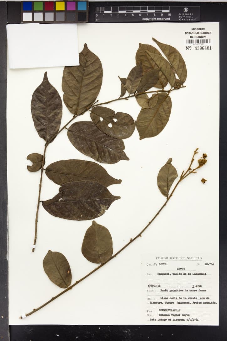 Bonamia vignei