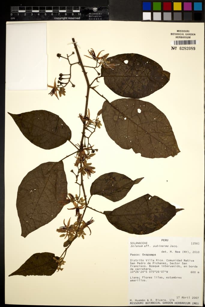 Solanum junctum