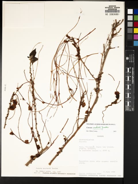 Cuscuta woodsonii