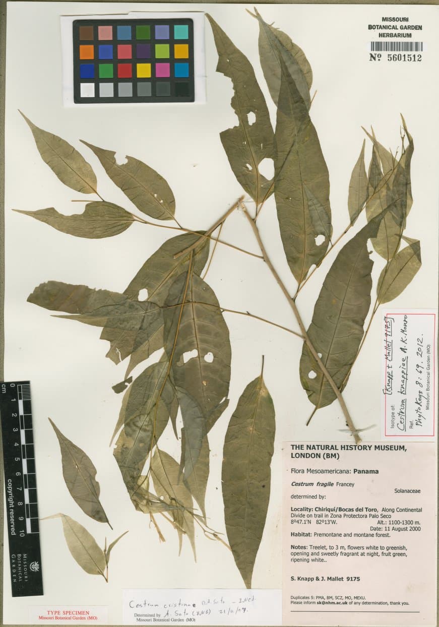 Cestrum knappiae