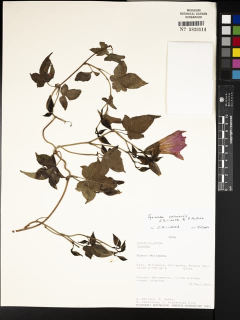 Ipomoea cuscoensis