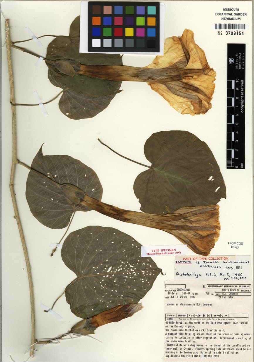 Ipomoea saintronanensis