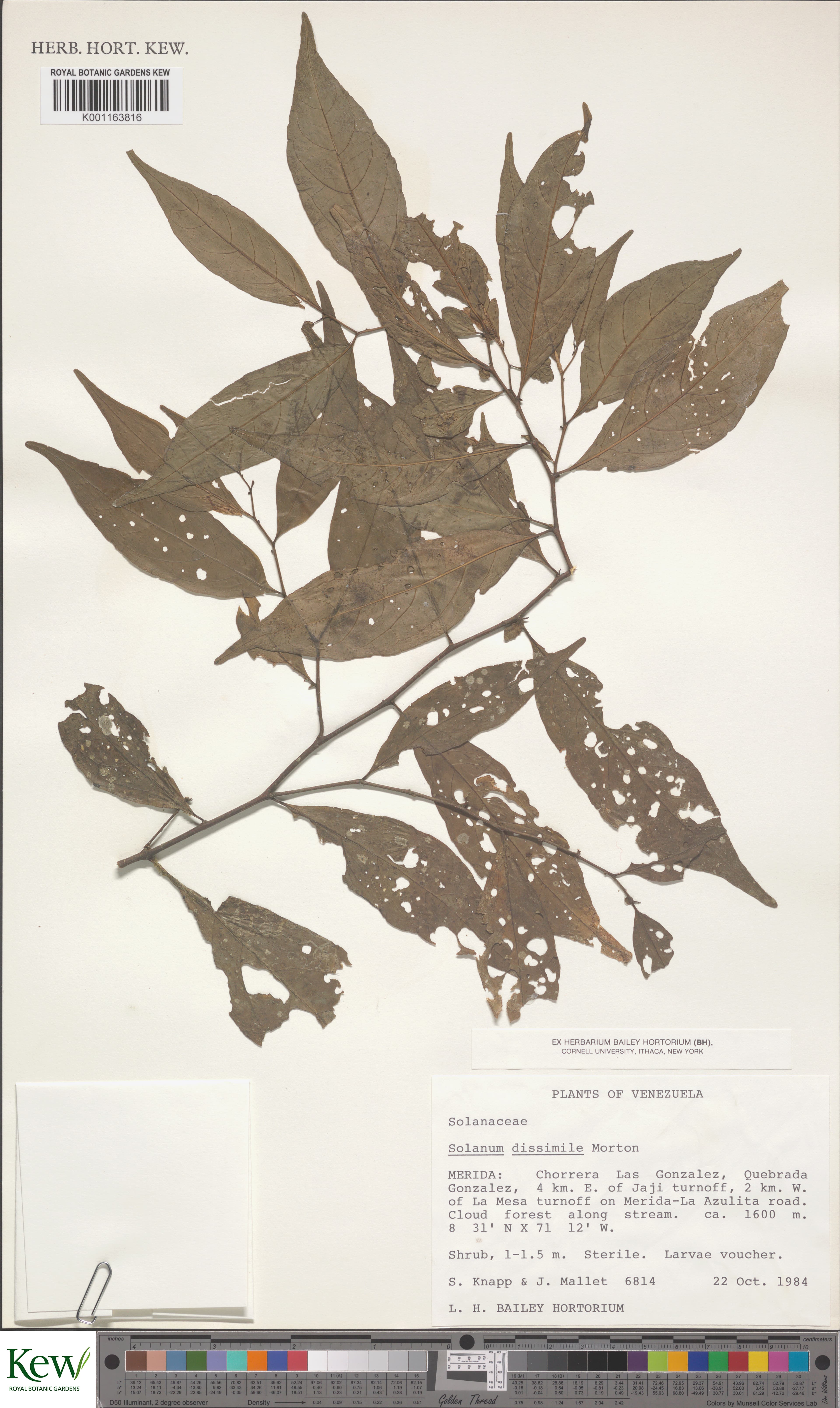 Solanum dissimile
