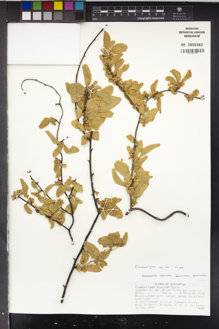 Cladostigma dioicum