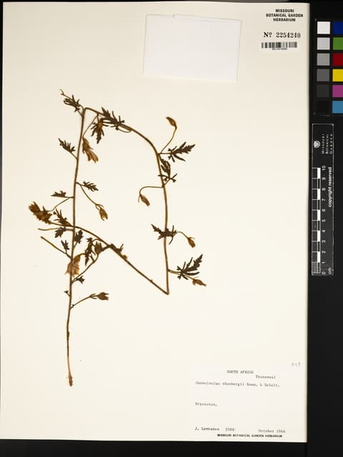 Convolvulus multifidus
