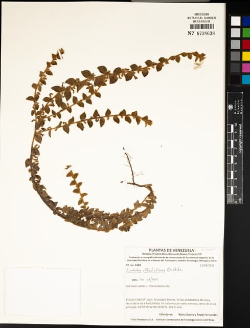 Evolvulus villosissimus