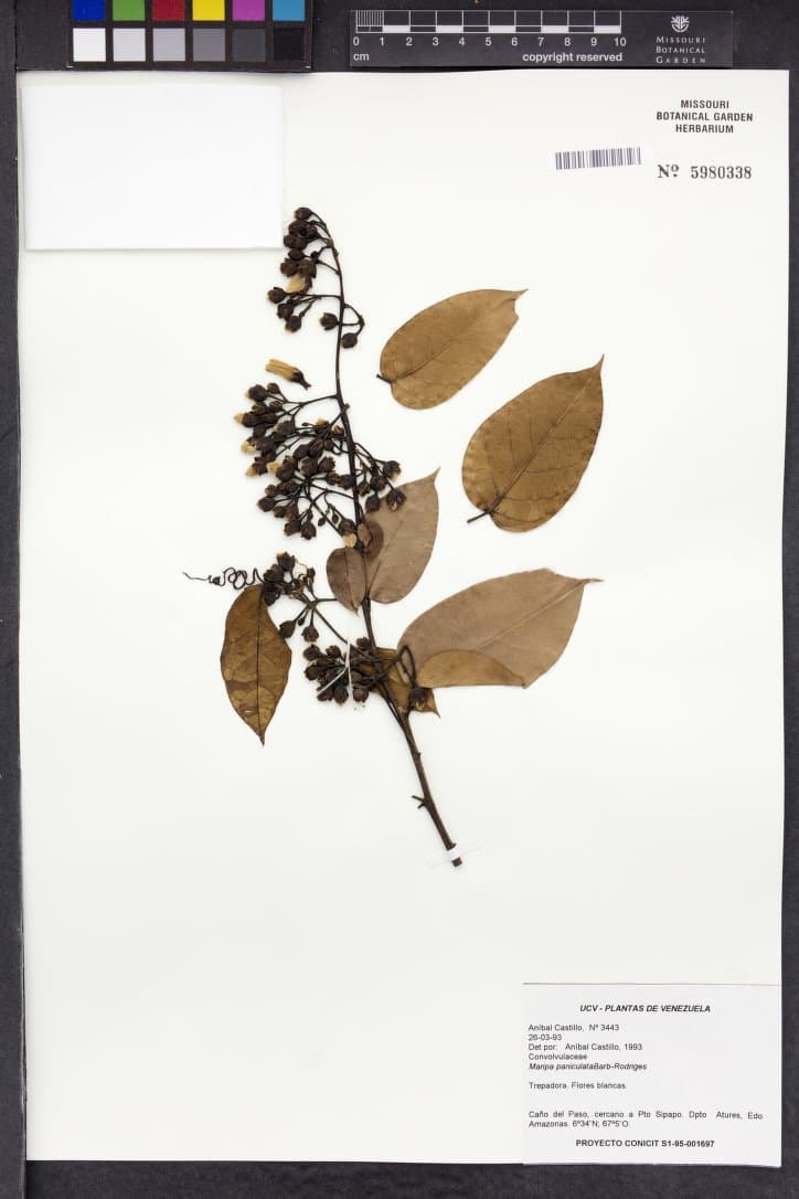Maripa densiflora