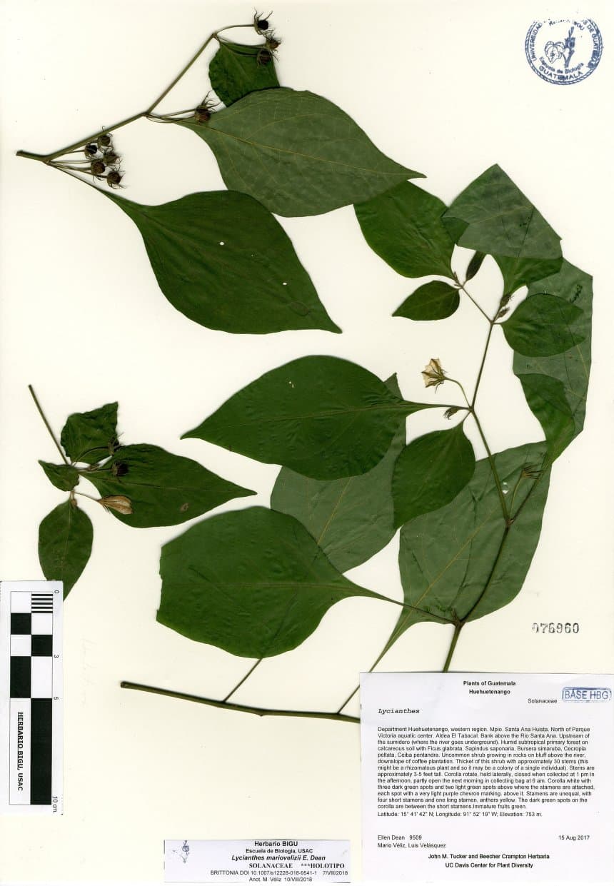 Lycianthes mariovelizii