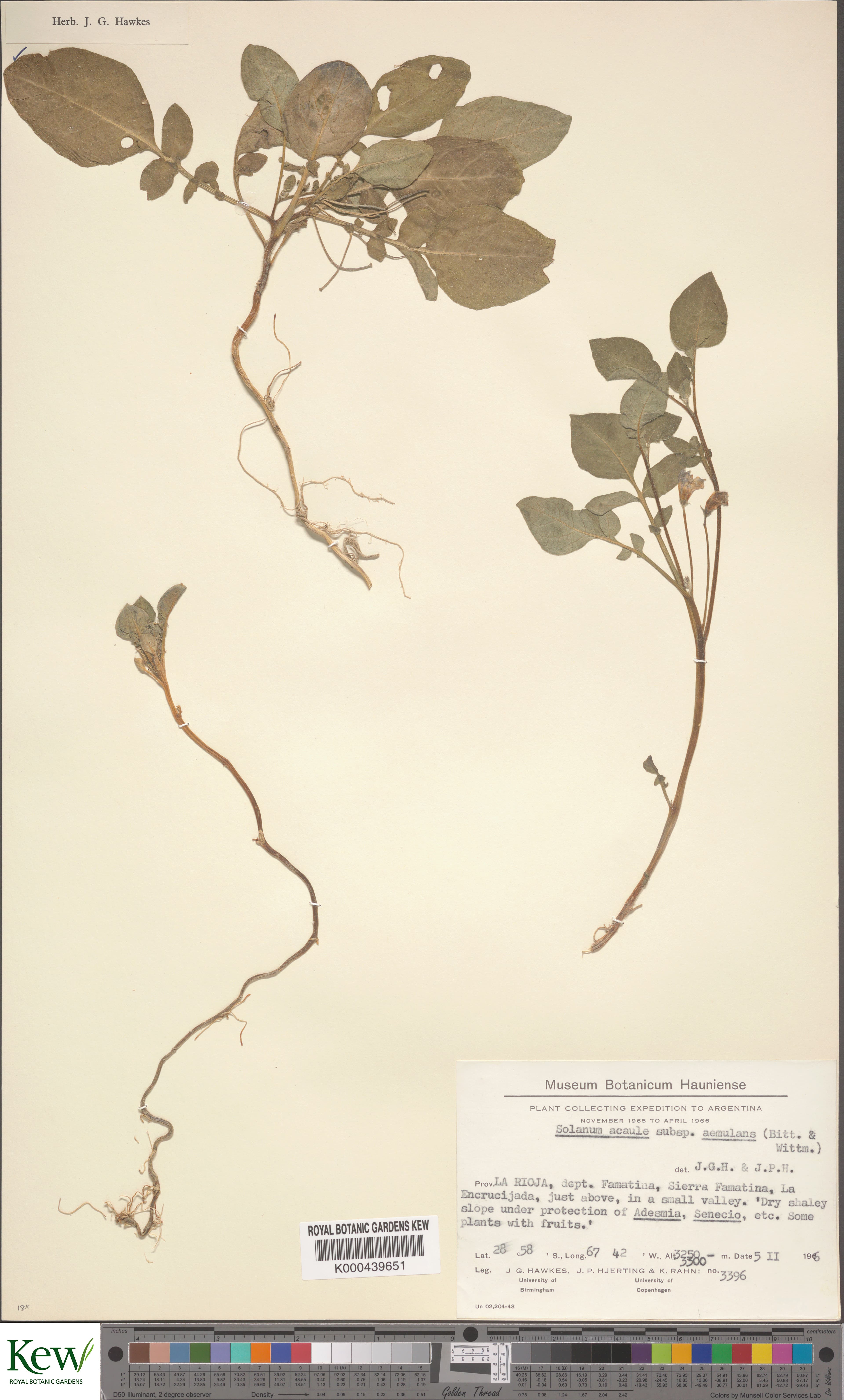 Solanum aemulans