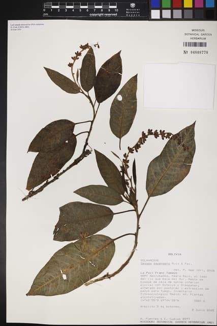 Sessea dependens