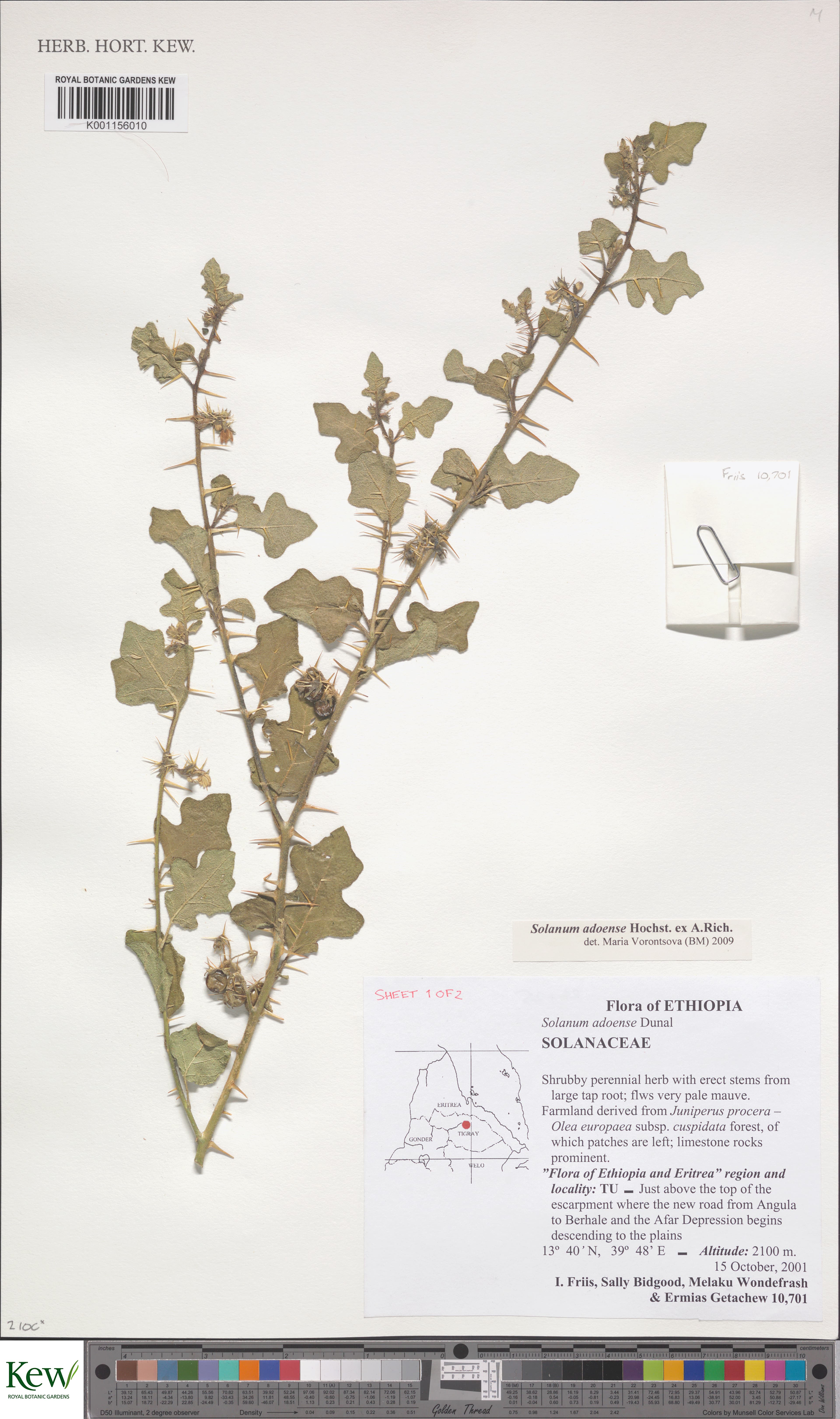 Solanum adoense
