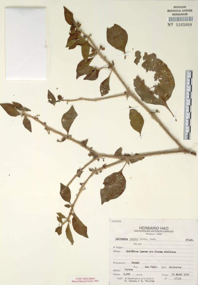 Jaltomata lanata