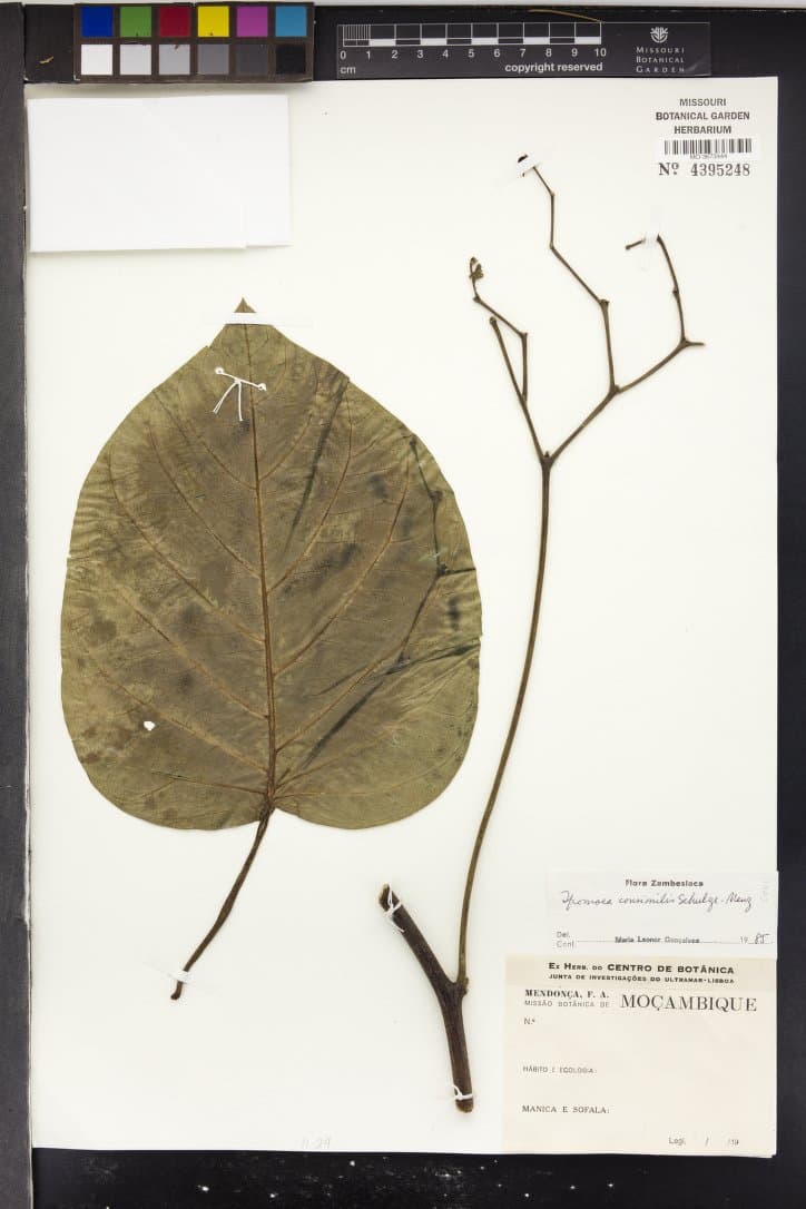 Ipomoea consimilis