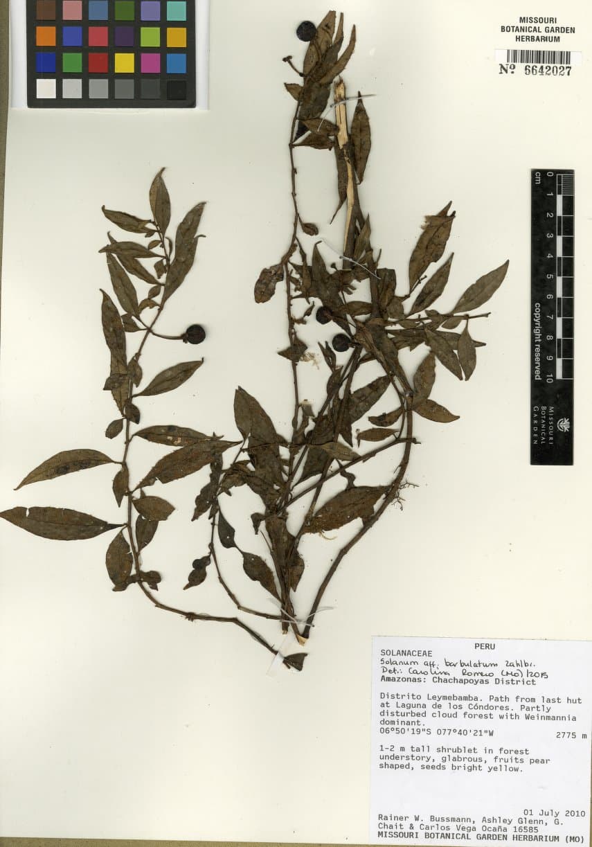 Solanum barbulatum
