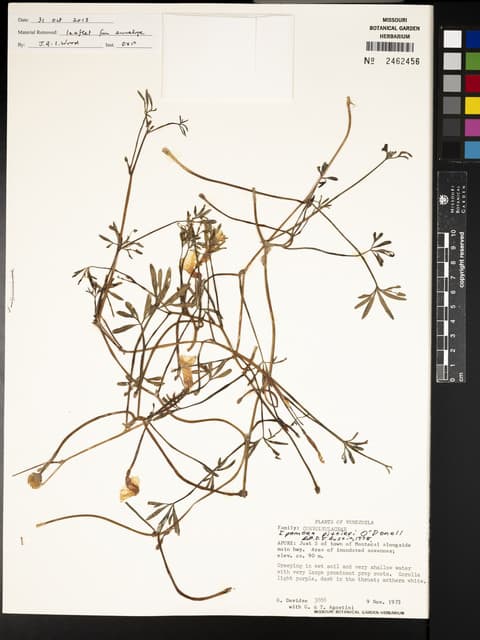 Ipomoea pittieri
