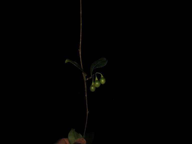 Solanum trichopetiolatum