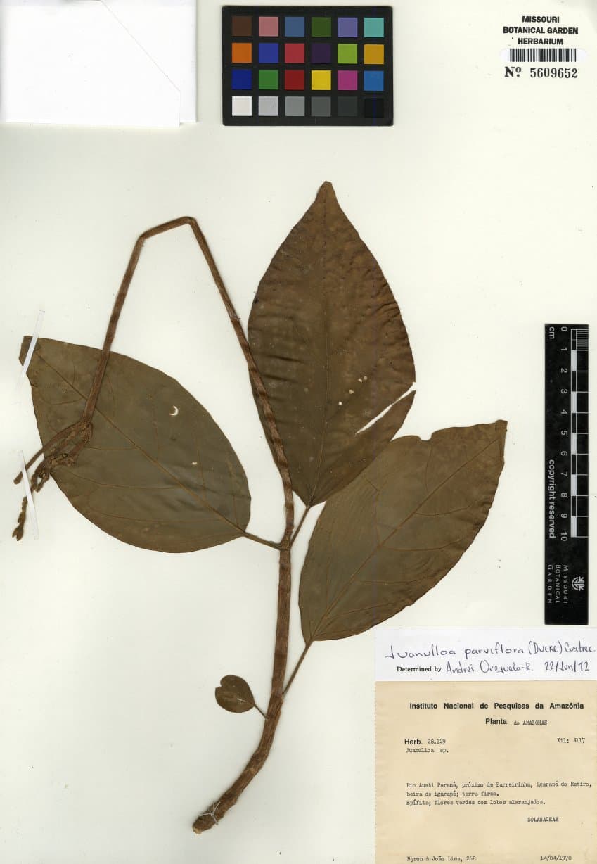 Juanulloa parviflora