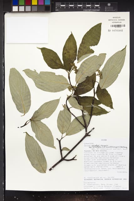 Cornus schindleri