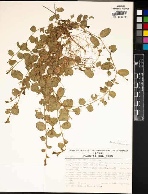 Evolvulus fieldii