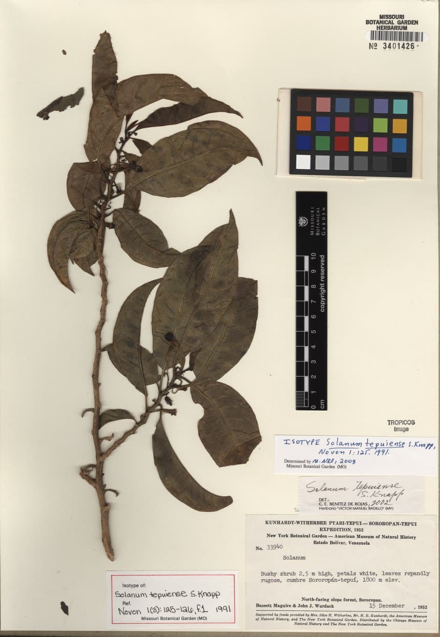 Solanum tepuiense