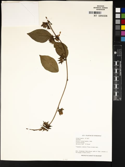 Bonamia holtii