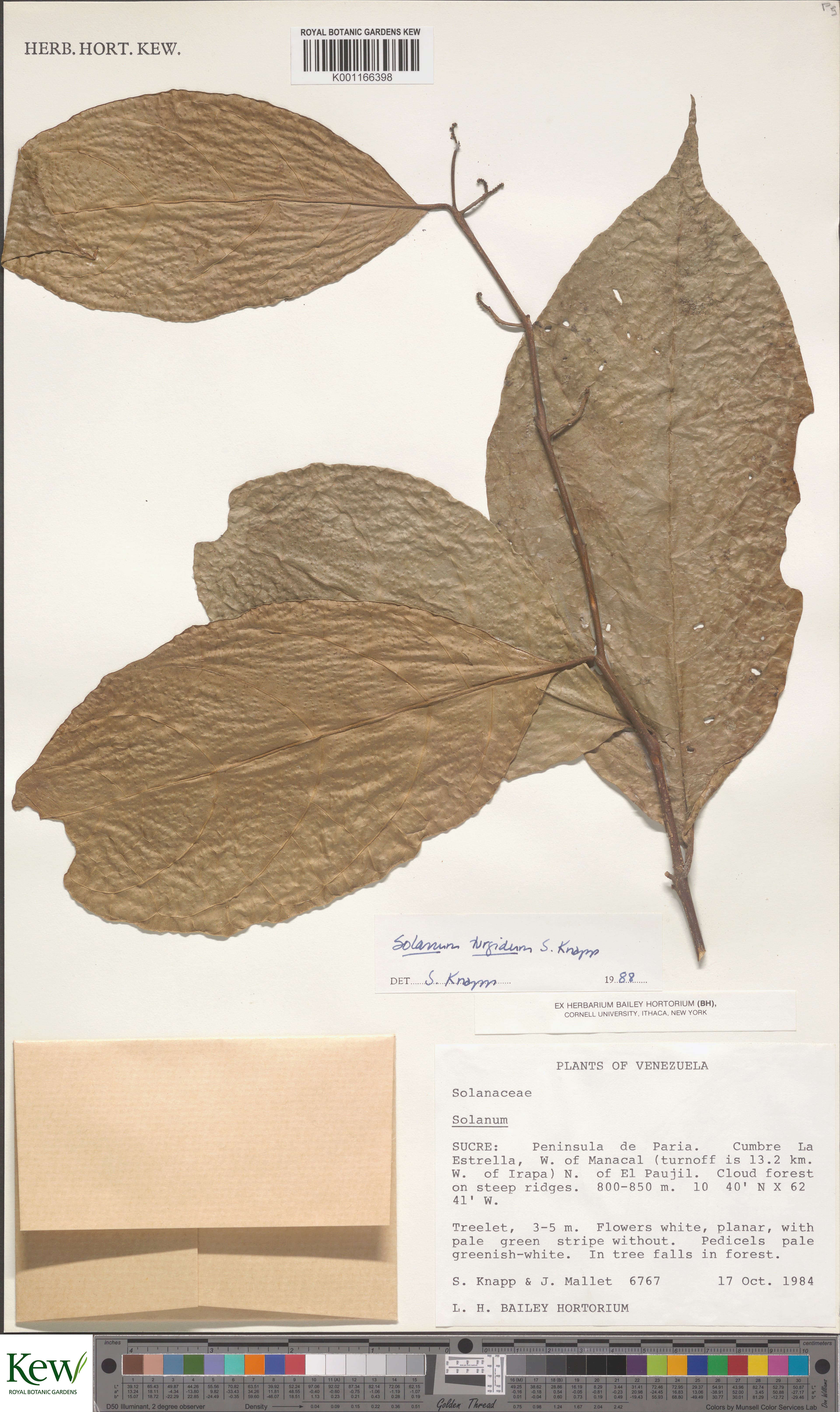 Solanum turgidum