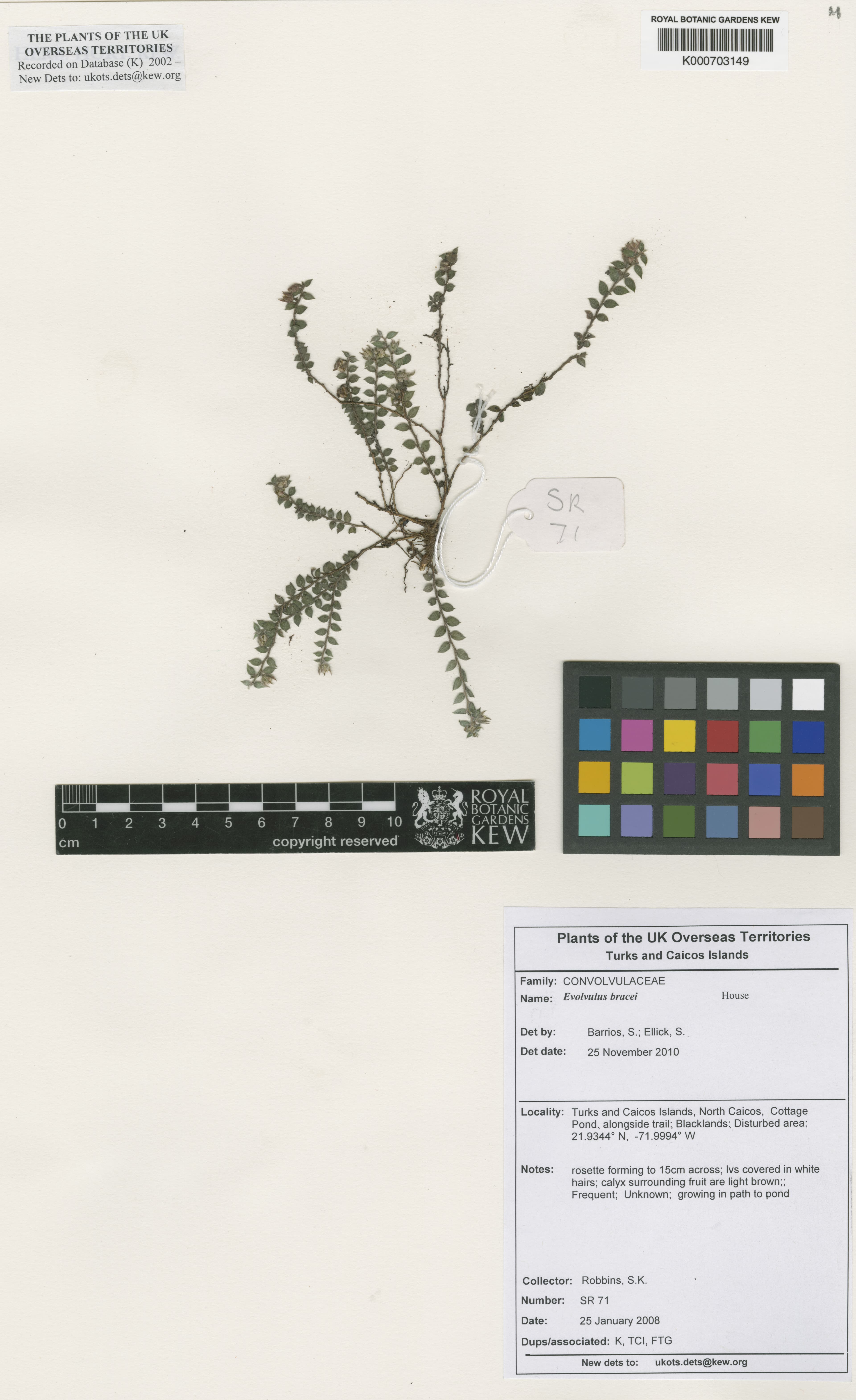Evolvulus bracei