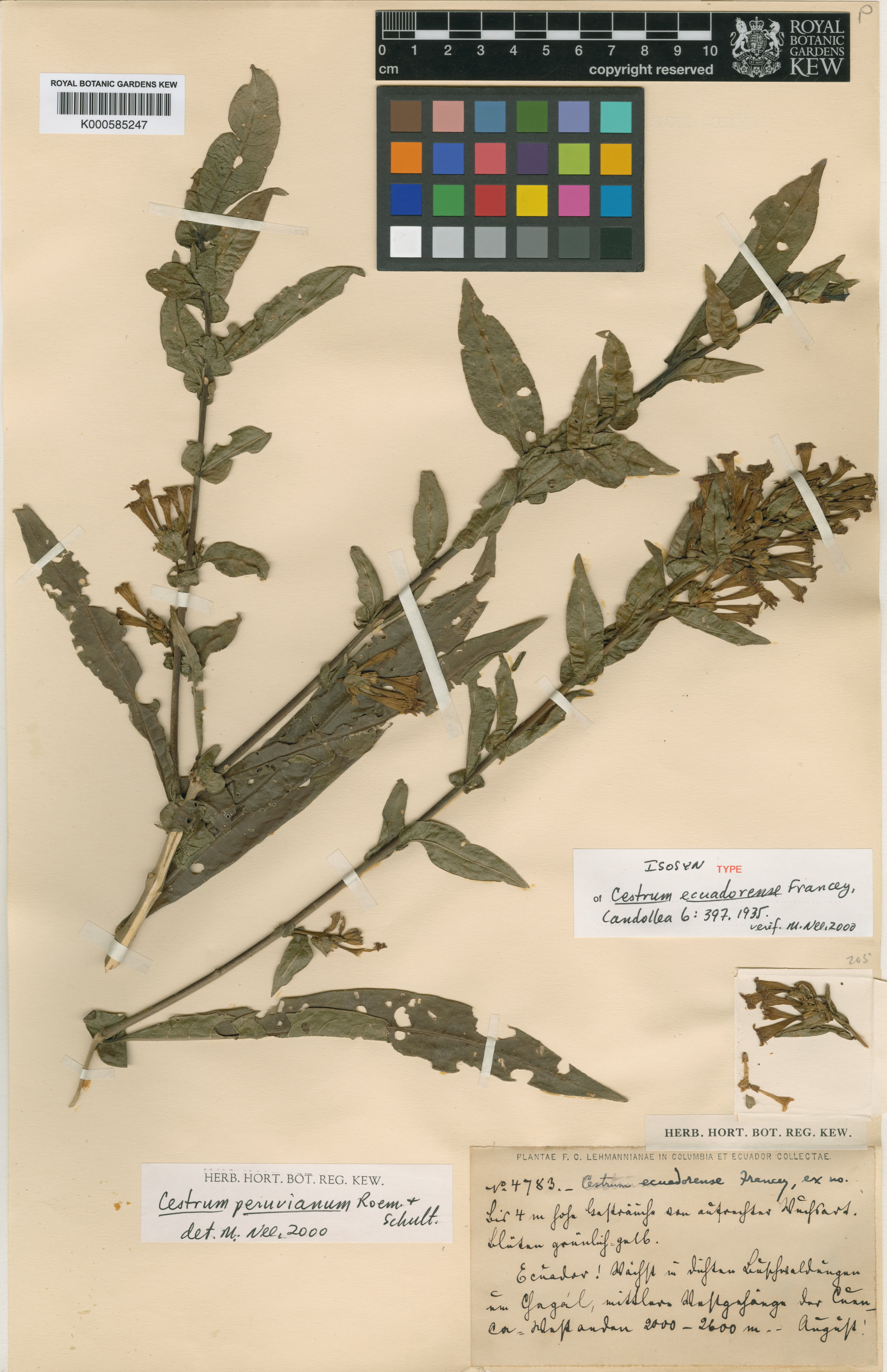 Cestrum ecuadorense