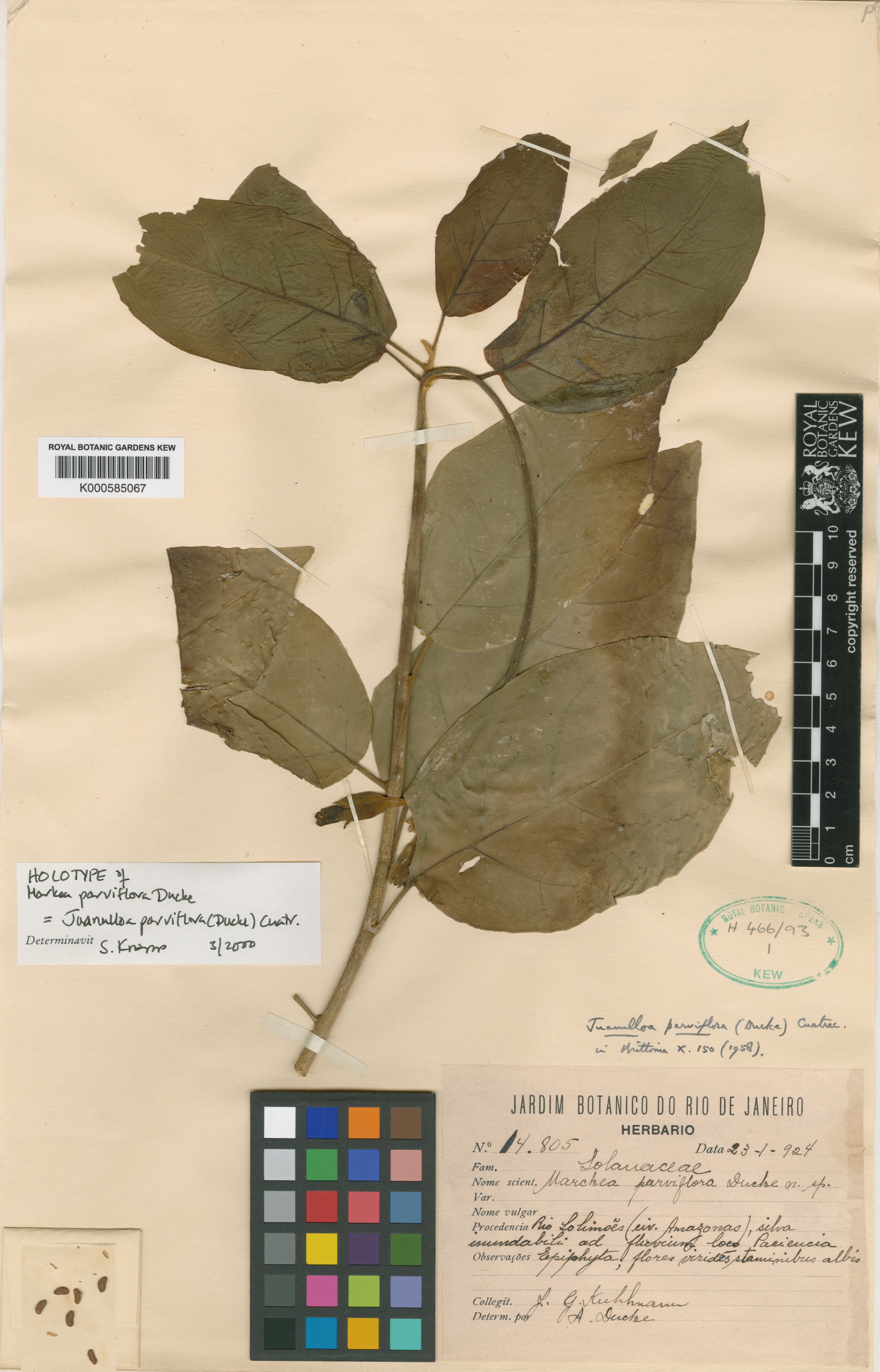 Juanulloa parviflora